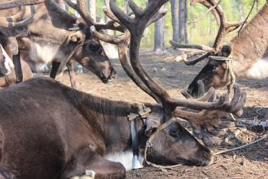 Олень www.evenkya.ru