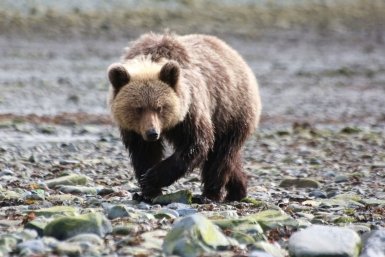 В Красноярском крае медведь растерзал мужчину