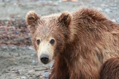 236 медведей добыли в Приангарье с начала сезона активности хищников