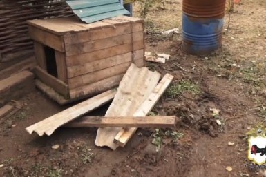 Медведь забрался во двор дома и утащил собаку в Иркутской области