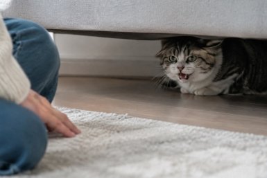 Кошка шипит и прячется Сгенерировано ИИ