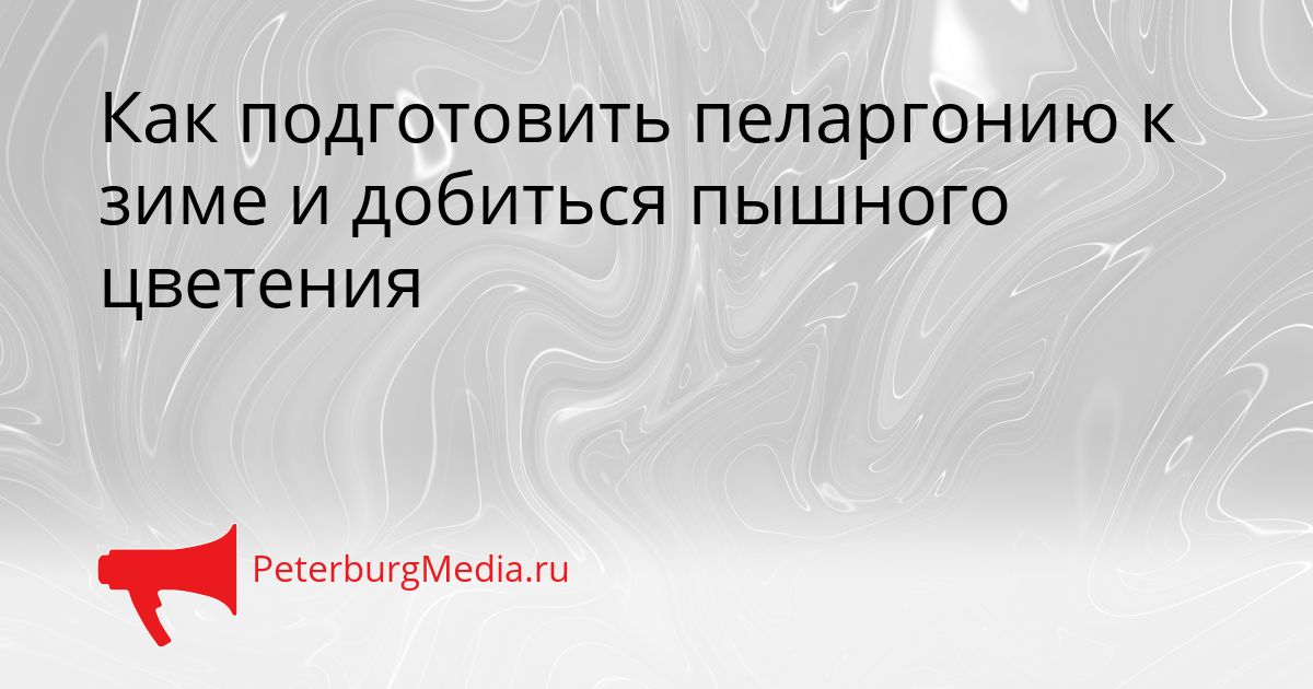 Как подготовить пеларгонию к зиме и добиться пышного цветения