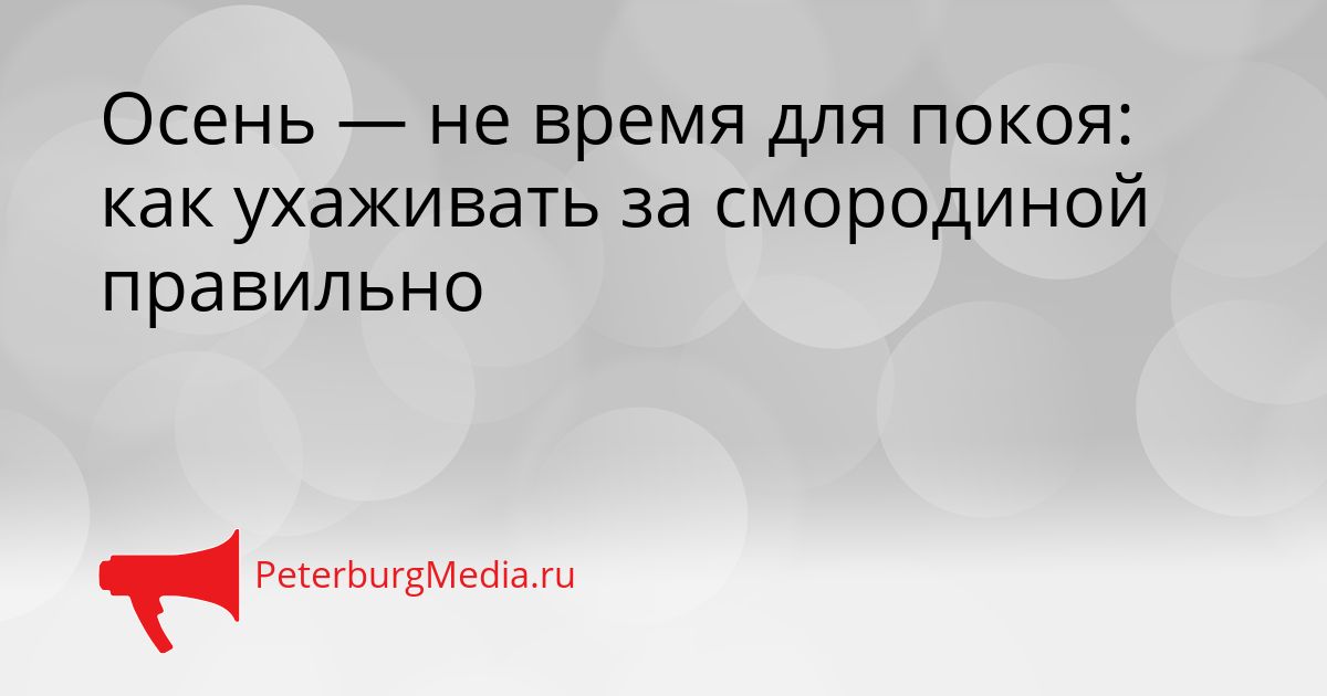 Осень — не время для покоя: как ухаживать за смородиной правильно