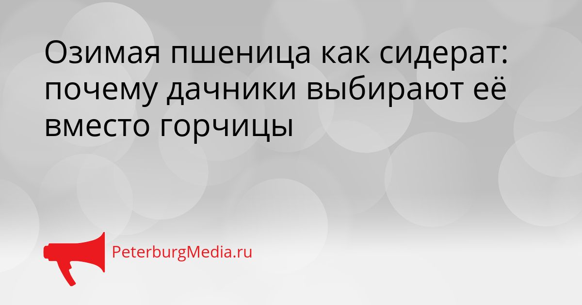 Озимая пшеница как сидерат: почему дачники выбирают её вместо горчицы