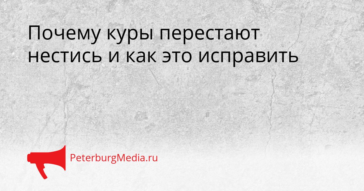 Почему куры перестают нестись и как это исправить