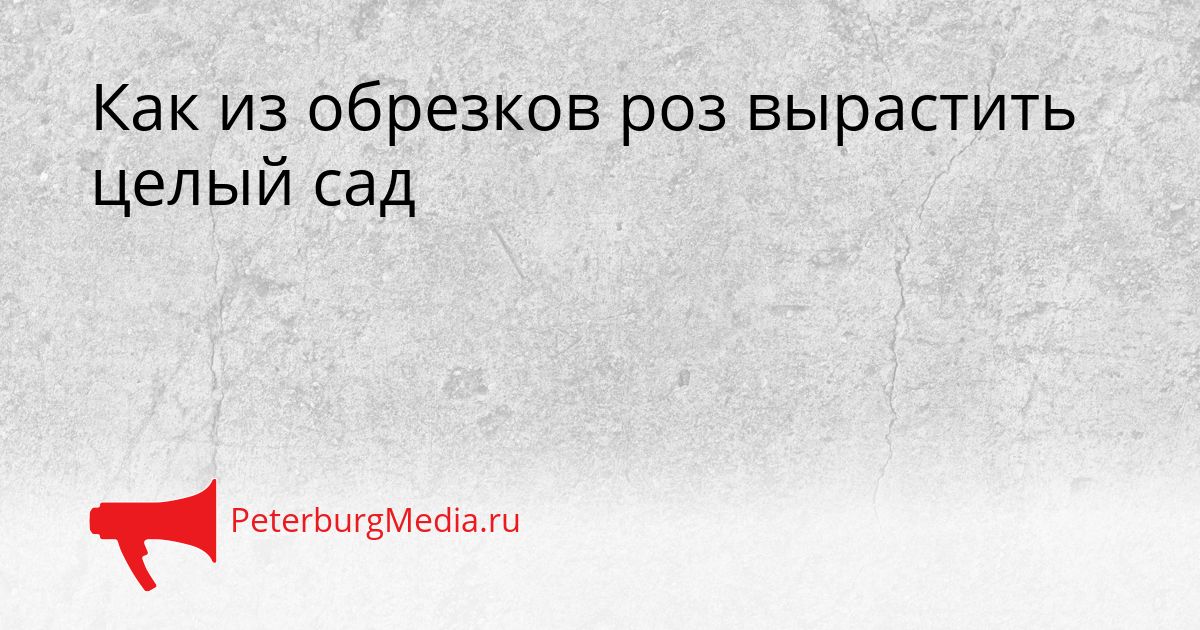 Как из обрезков роз вырастить целый сад